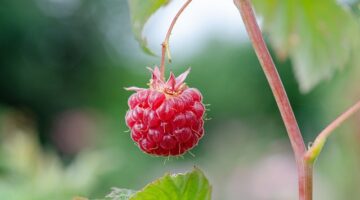 Jak vybrat správný nábytek pro váš domov