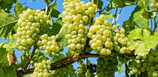 Pěstování zeleniny: Návody a tipy