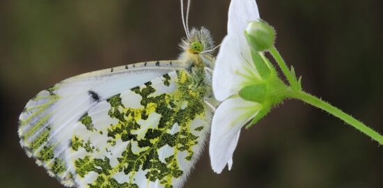 10 tipů na krásnou zahradu v Čechách