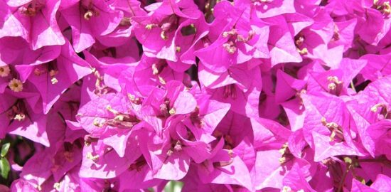 Zahradnické inspirace: Tipy a nápady pro vaši zahradu