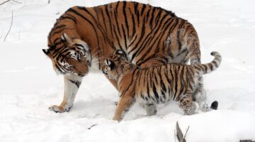 Jak si vybrat ideální byt pro mladou rodinu