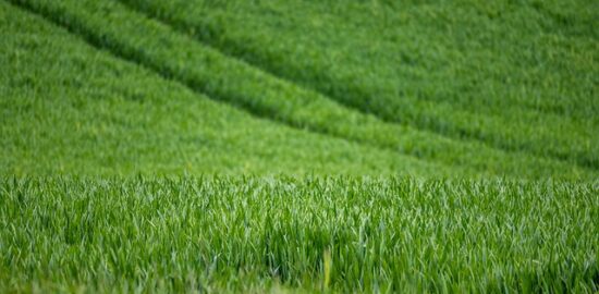 Jak úspěšně pěstovat rajčata v domácích podmínkách