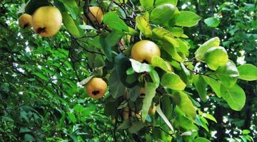 Jak rozpoznat zralost ovoce a jak ho správně skladovat