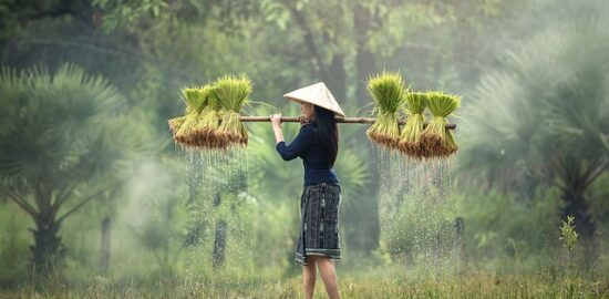 Pěstování zeleniny: Rady a tipy pro úspěšný zahrádkářský zážitek