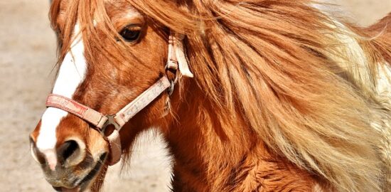 Využití léčivých bylinek v domácnosti a kuchyni