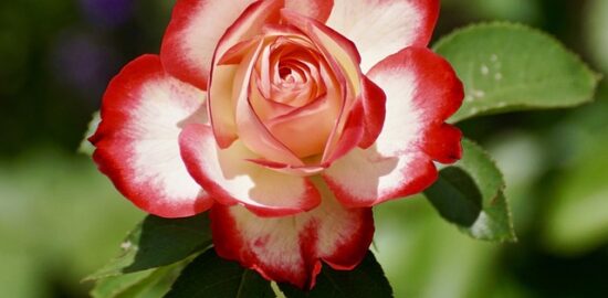 Pěstování rostlin: Rady a tipy pro začátečníky