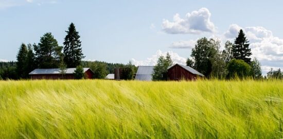 Jak pěstovat rostlinu v horkém počasí.