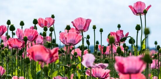 Pěstování rostlin: Inspirace pro zahradnické nováčky