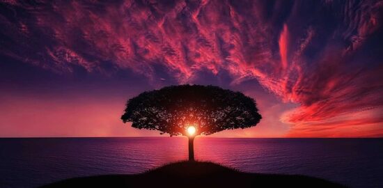 Jak pečovat o strom: užitečné rady pro zdravý růst