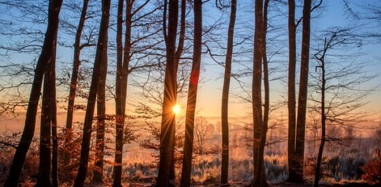 Stromy v České republice: Informace a inspirace