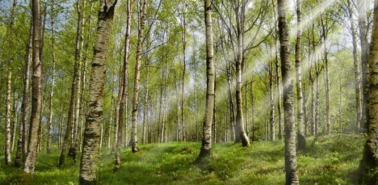 Jak udělat účinnou nápravu při alergii