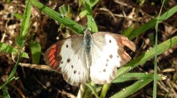 5 skvělých tipů pro bydlení v České republice