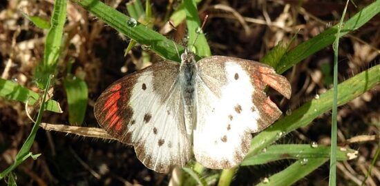 5 skvělých tipů pro bydlení v České republice