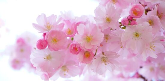 Jak vybrat vhodný květináč pro vaše rostliny