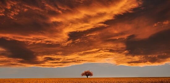 Strom: Základní informace o péči a výběru