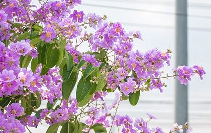 Jak rozpoznat a správně pečovat o různé druhy stromů