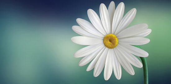 Květina – Inspirace