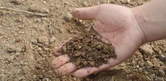 Hnojivo pro zahradu: Rady a tipy pro úspěšnou péči o rostliny.