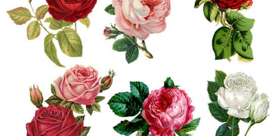 Růže – Krásná a výjimečná květina pro každou příležitost