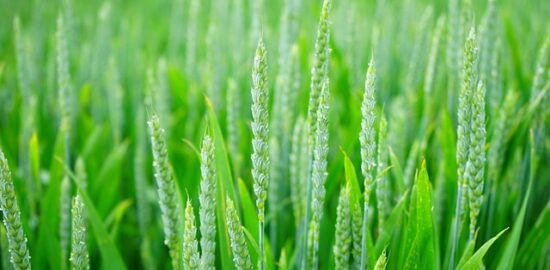 Pěstování zeleniny: Rady a tipy pro úspěšný zahradnický rok