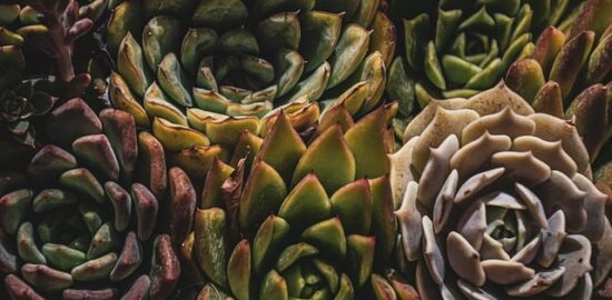 Jak správně pěstovat pokojové rostliny pro zdravý domov