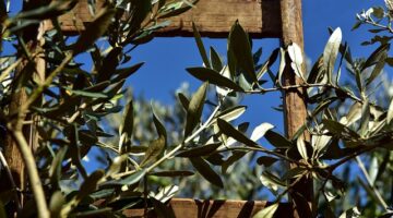 Rozhodující faktory pro výběr vhodného květináče