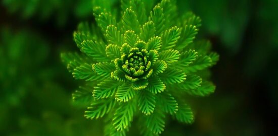 Zelená oáza plná inspirace