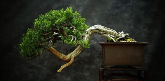 Pěstování bonsají – ocenění a radosti miniaturizace přírody