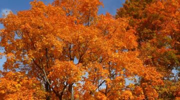 Jak si vybrat správnou barvu pro byt: inspirace pro vaše domovní prostředí