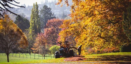 Jak vybrat a umístit strom ve své zahradě