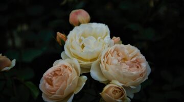 Jak zlepšit vztahy? 10 tipů pro harmonický a šťastný partnerský život