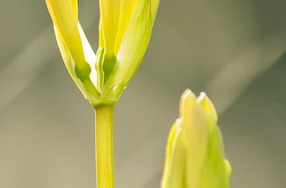 Porovnání nejčastěji užívaných léků na bolest hlavy