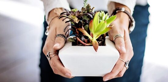 Jak dávat rostlinám správnou péči: užitečné rady a tipy