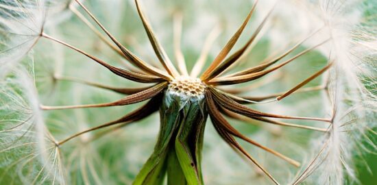 Rostlina: Jak udělat své vlastní balkonové zelené ídy.