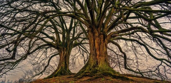 Strom: Informace, inspirace a vše, co potřebujete vědět