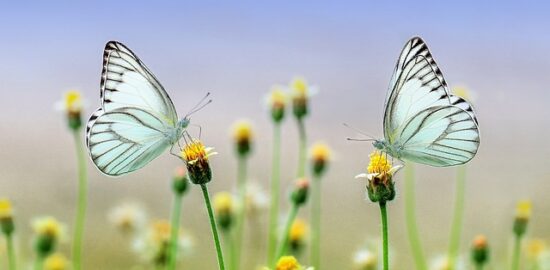 Rostlinná inspirace: Květina – symbol krásy a života