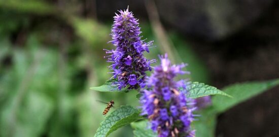 Naučte se pěstovat a péči o květinu