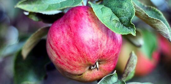 Jak vybrat ten pravý spotřebič pro vaši domácnost