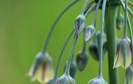 Zahradní skleník z recyklovaných materiálů: Krok za krokem