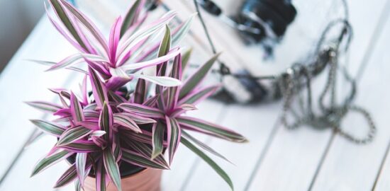 Jak pečovat o pokojové rostliny pro dlouhou životnost