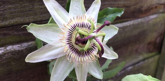 Rozvíjení vášně: Pěstování sukulentů jako relaxační hobby