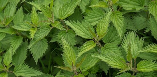 Účinné metody a přírodní prostředky pro boj s migrénou