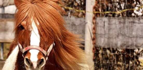 Využití bylinek v kuchyni: od koření po léčivé elixíry