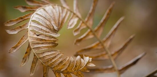 Jak rozpoznat stromy podle tvaru a barvy listů