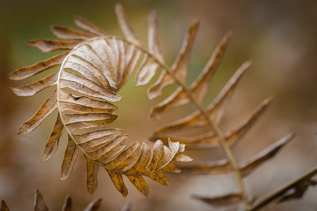 Jak rozpoznat stromy podle tvaru a barvy listů