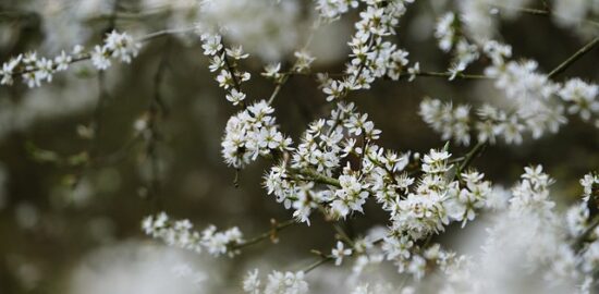 Jak rozpoznat strom podle listů a kůry: Průvodce pro začátečníky