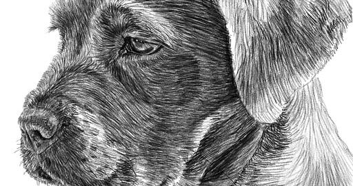 Jak zvládnout kresbu tužkou: kompletní průvodce pro začátečníky