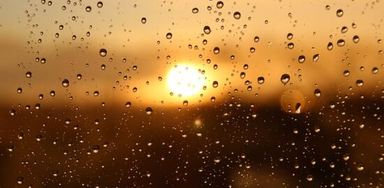 Jak rozpoznat zdravý strom a co dělat, když není?