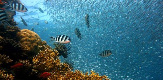 Hlubší potápění: Průvodce pro začínající potápěče