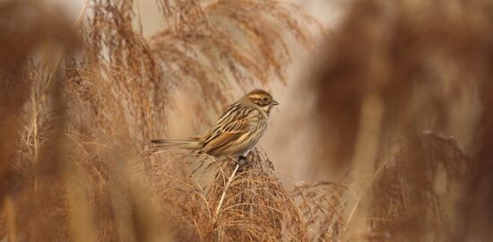 Komplexní přístup k léčení cukrovky: metody a možnosti
